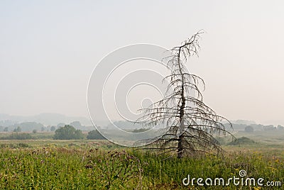 Silhouette dried spruce on meadow and aerial perspective of surrounding area in sultry summer morning. Stock Photo