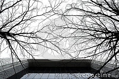 Silhouette dried tree with building Stock Photo