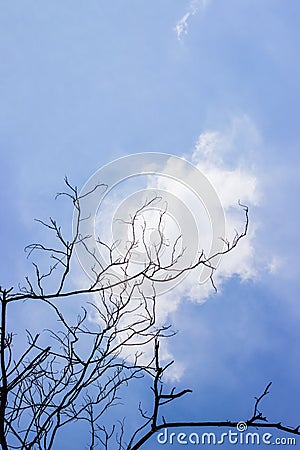 Silhouette dried wood branch with blue and white clouds background Stock Photo