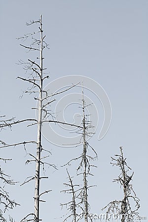 Tree siluetas, low saturation effect Stock Photo