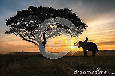 Silhouette elephant on the background of sunset, elephant Thai in Surin Province, Thailand Stock Photo