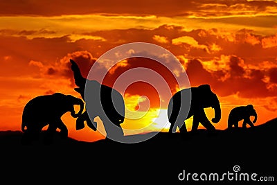 Silhouette elephant battle and family herd animals wildlife evacuate walking in twilight sunset beautiful background Stock Photo