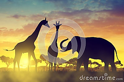 Silhouette elephant and giraffes on the savannah Stock Photo