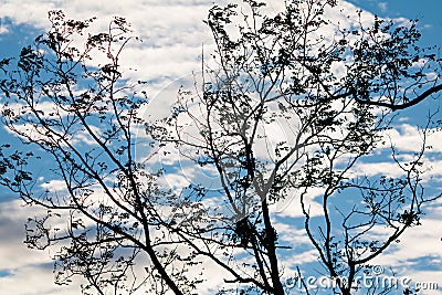 Silhouette of eucalyptus tree branches in blue sky with clouds Stock Photo