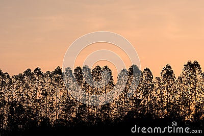 Silhouette Eucalyptus Tree on orange sky in morning time Stock Photo