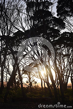 Silhouette of Eucalyptus tress during an Australia Sunrise Stock Photo