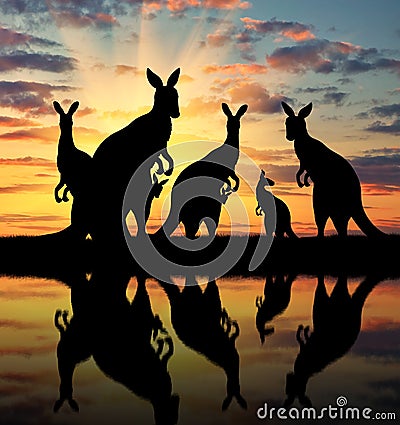 Silhouette family of kangaroos Stock Photo