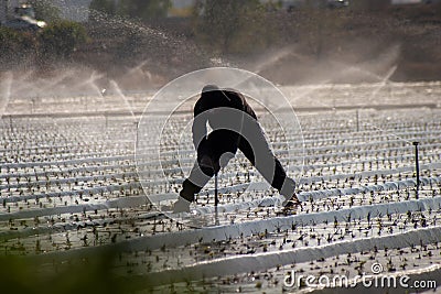 Silhouette of a fieldworker walking on a plastic wrapped field being watered Stock Photo