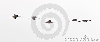 Silhouette of five flying crane bird Stock Photo
