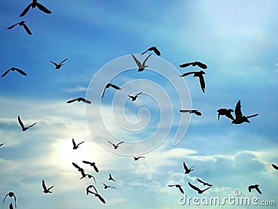 Silhouette flock of birds are flying in blue sky Stock Photo