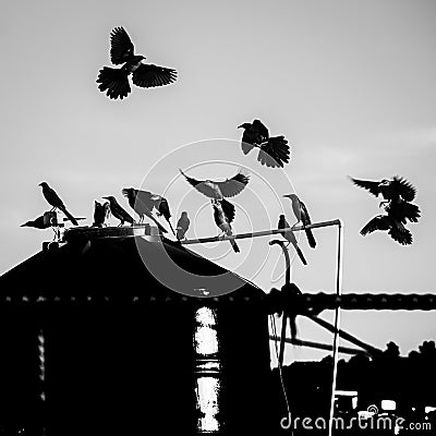 Silhouette of a flock of birds perched and some flying around a huge tank in a farm Stock Photo