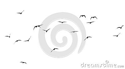 Silhouette of a flock of birds on a white background Stock Photo