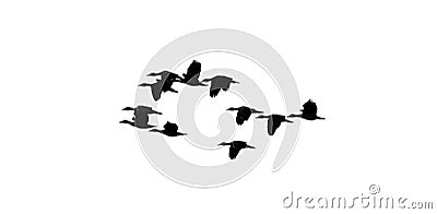 Silhouette of a flock of ducks, flying Stock Photo