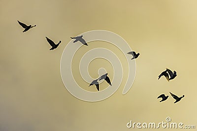 The silhouette of a flock of pigeons flying under the golden sky Stock Photo