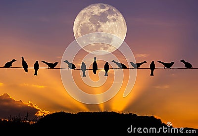 Silhouette flock sparrows perching on power line in sunset with full moon Stock Photo