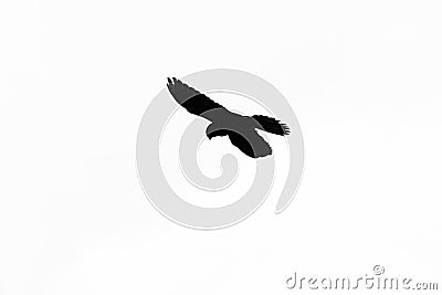 Silhouette of a falcon in flight, black isolated on white Stock Photo