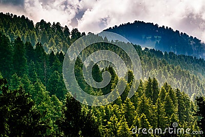 Himalayan forests Stock Photo