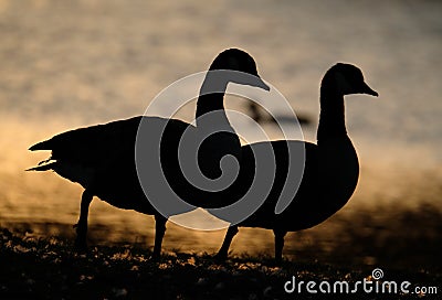 Silhouette of Geese in evening sun. Stock Photo