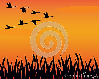 Silhouette geese and marsh Vector Illustration