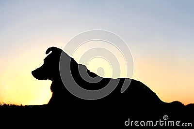 Silhouette of German Shepherd Mix Dog at Sunset Stock Photo