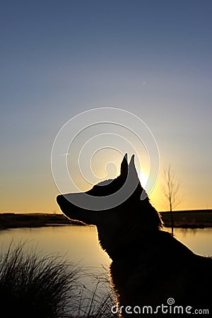 Silhouette of a German Shepherd at sunset Stock Photo