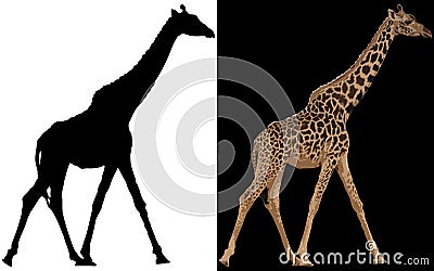 Silhouette of giraffe. Stock Photo