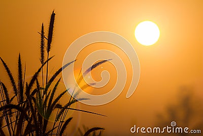 Silhouette grass at sunrise Stock Photo