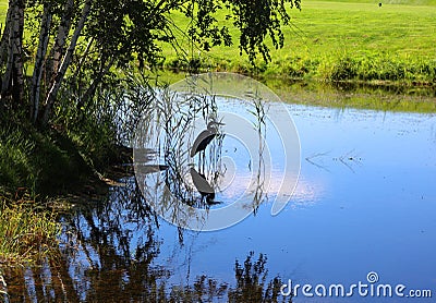 Silhouette of the great blue heron is a large wading bird in the heron Stock Photo