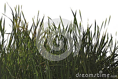 Silhouette of a green cattail on a white background.Grass silhouettes. Stock Photo