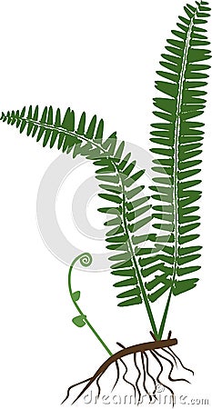 Silhouette of fern with rhizome and roots Stock Photo