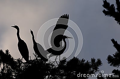 Silhouette of Grey Heron large chicks in the nest Stock Photo