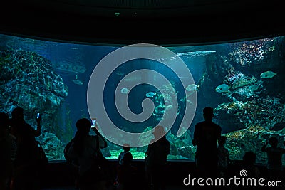 Silhouette group of people with family in front of aquarium tank Editorial Stock Photo