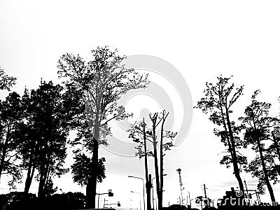 Silhouette of Gurjan tree beside the rural road isolated on white background. Stock Photo