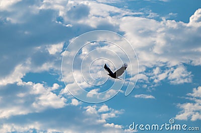 Silhouette of a hawk against clear blue sky with white clouds in summer Stock Photo