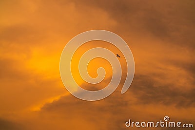 Silhouette hawk flying with freedom Stock Photo