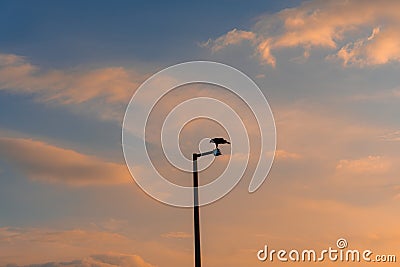 A Silhouette of a hawk on a lamp post. Stock Photo