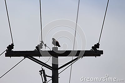 Silhouette hawk on power pole Stock Photo