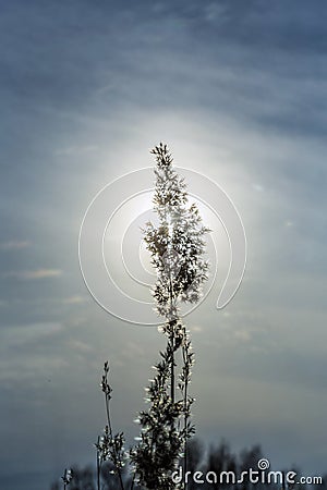 Silhouette of head of reed plant in sunrise Stock Photo