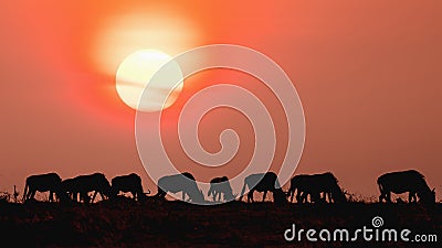 Silhouette of herd of wildebeest standing together during sunset at Masai Mara National Reserve Kenya Stock Photo