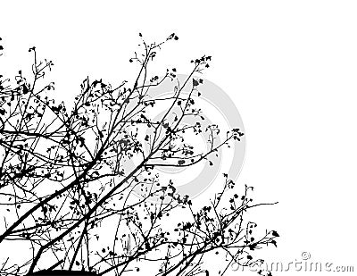 Silhouette of high tree with many branches isolated on white. Vector Illustration
