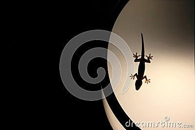 Silhouette house gecko on light lamp Stock Photo