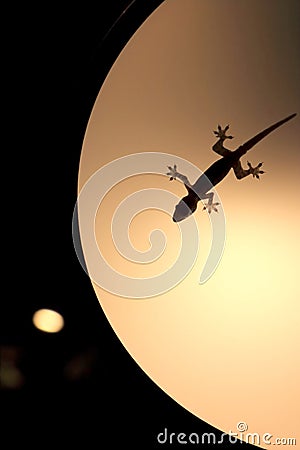 Silhouette house gecko Stock Photo