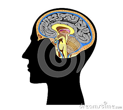 Silhouette of human head with brain anatomy inside Vector Illustration