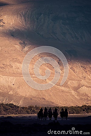 Silhouette image of camels caravan in the Hunder desert , Nubra valley Stock Photo