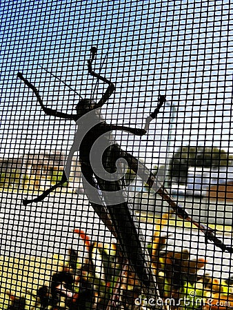 Silhouette of an insect on the window mosquito net Stock Photo