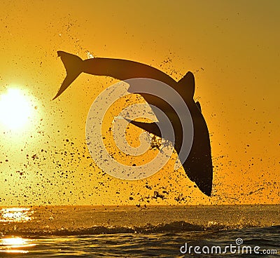 Silhouette of jumping Great White Shark on sunrise red sky background. Stock Photo