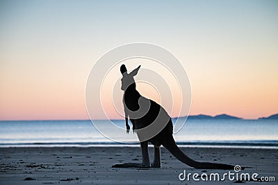 Kangaroo Silhouette with dawn colours Stock Photo