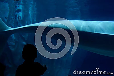 Silhouette of a kid watching a blue whale from a glass window. Stock Photo