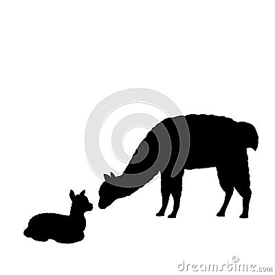 Silhouette of lama alpaca and young little lama alpaca Vector Illustration