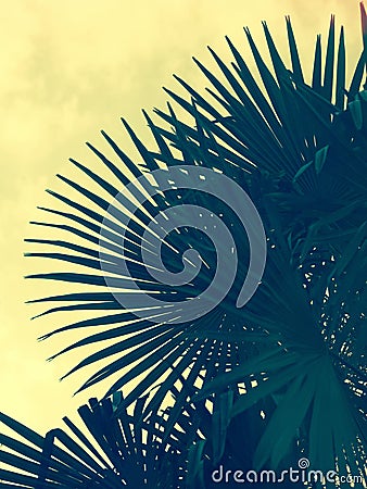 Silhouette of large palm fronds Stock Photo